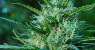 Fast Flowering Cannabis Seeds Have 5 Advantages