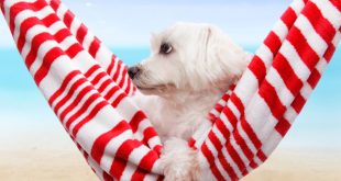 Helping Your Dog Deal With Summer