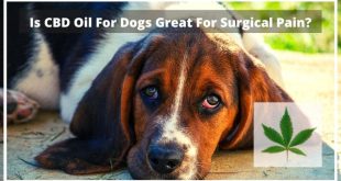 Is CBD Oil For Dogs Great For Surgical Pain