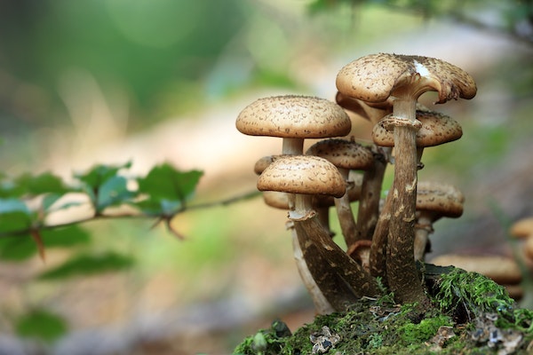 Magic mushrooms Troubleshooting tips and tricks