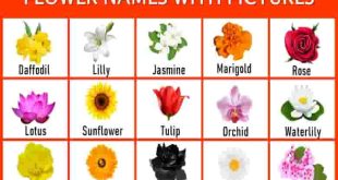 list-of-all-flowers-name-in-english