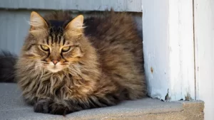 Fluffy Cat Breeds