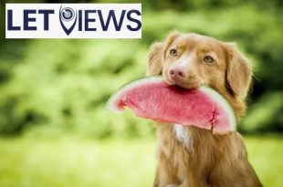 Can dogs eat watermelon