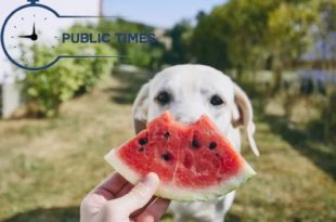 Can Dogs Eat Watermelon