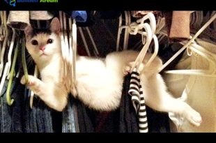 funny cat videos