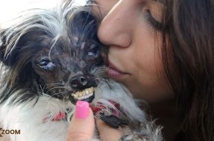 peanut the ugliest dog